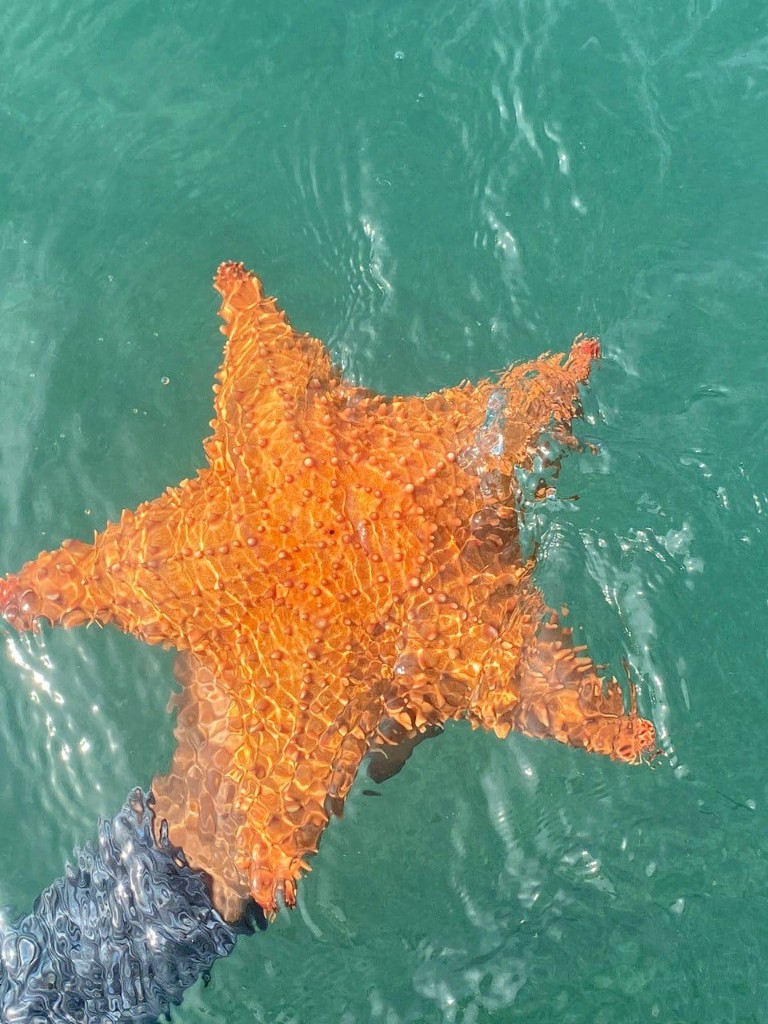 Estrella de mar naranja bajo el agua