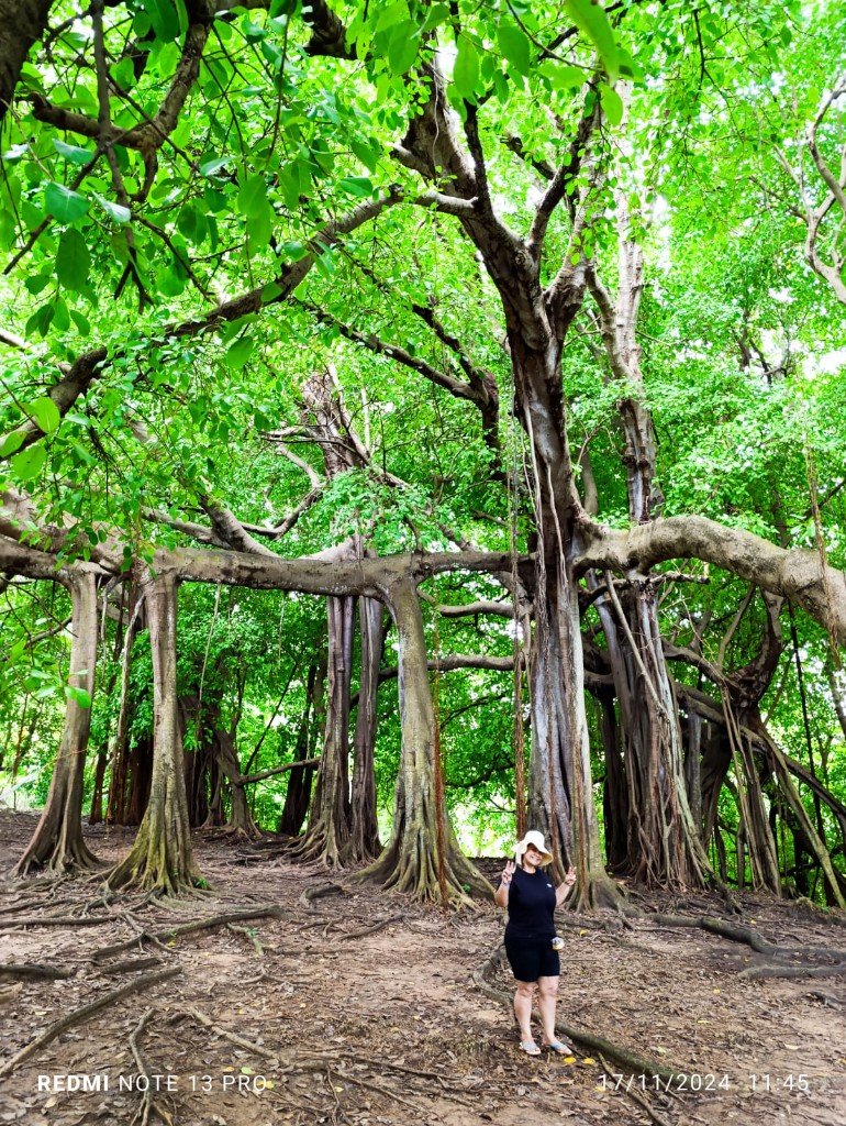 Persona junto al árbol que camina