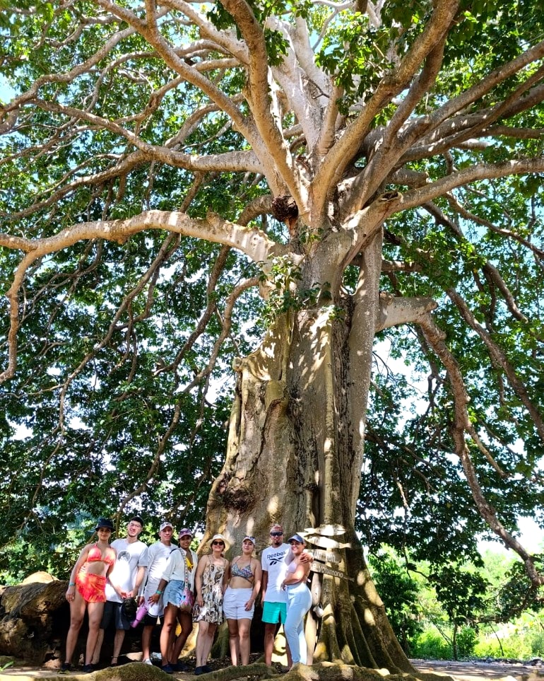 Árbol monumental
